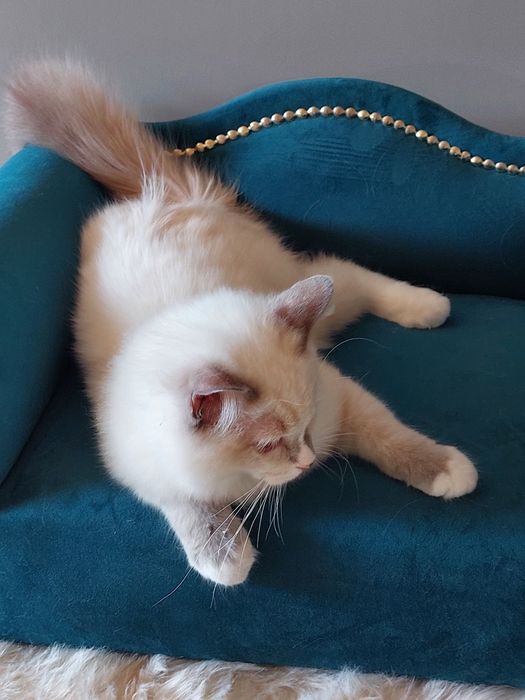 Filemon Ragdoll FPL/FIFE