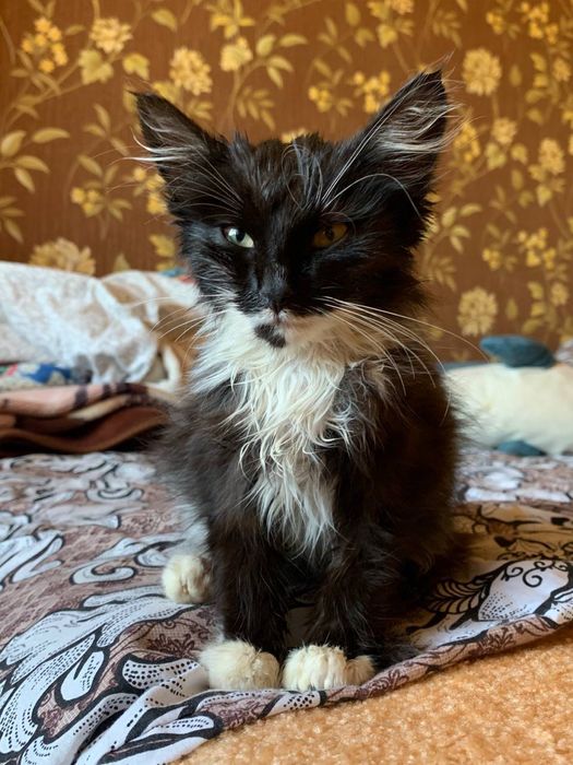 Віддам у добрі руки кошеня