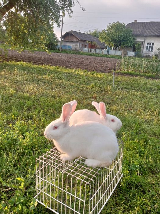Продам кролі білий панон
