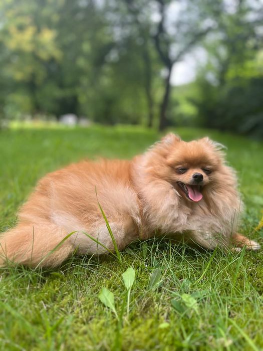 Продається дівчинка померанського шпіца