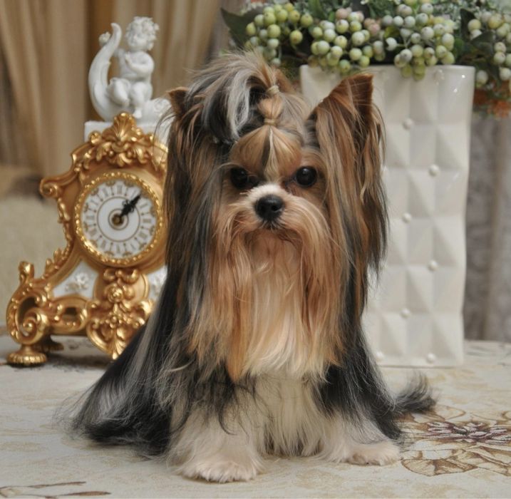 Маленький красунчик бівер йорк,  вязка