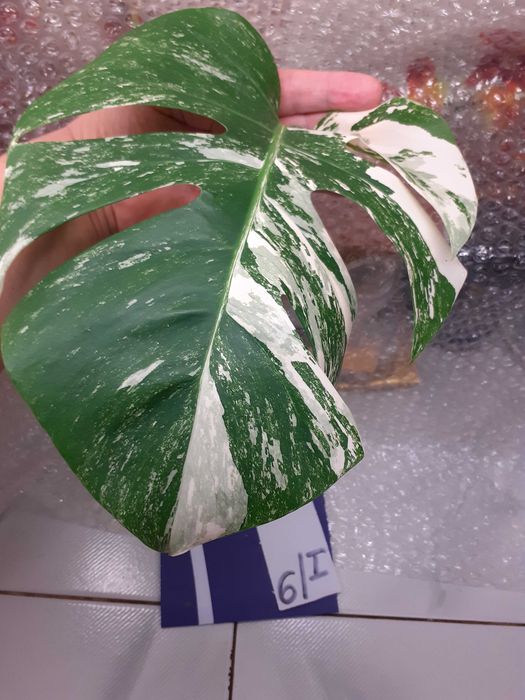 philodendron opacum Philodendron cf. lupinum Terrarium Plant