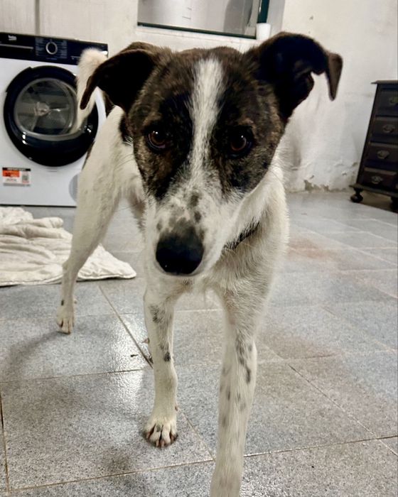 Cão macho com cerca de 2 anos idade para adoção responsável