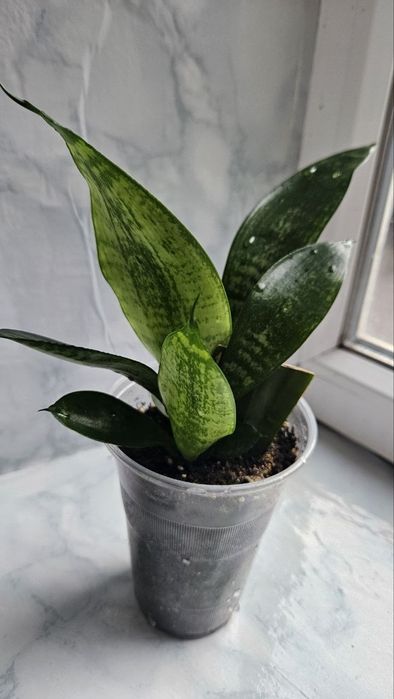 Sansevieria trifasciata Moonshine Reversion!
