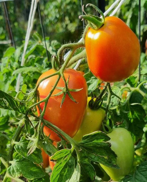 pomidor Czelnok nasiona kolekcjonerskie