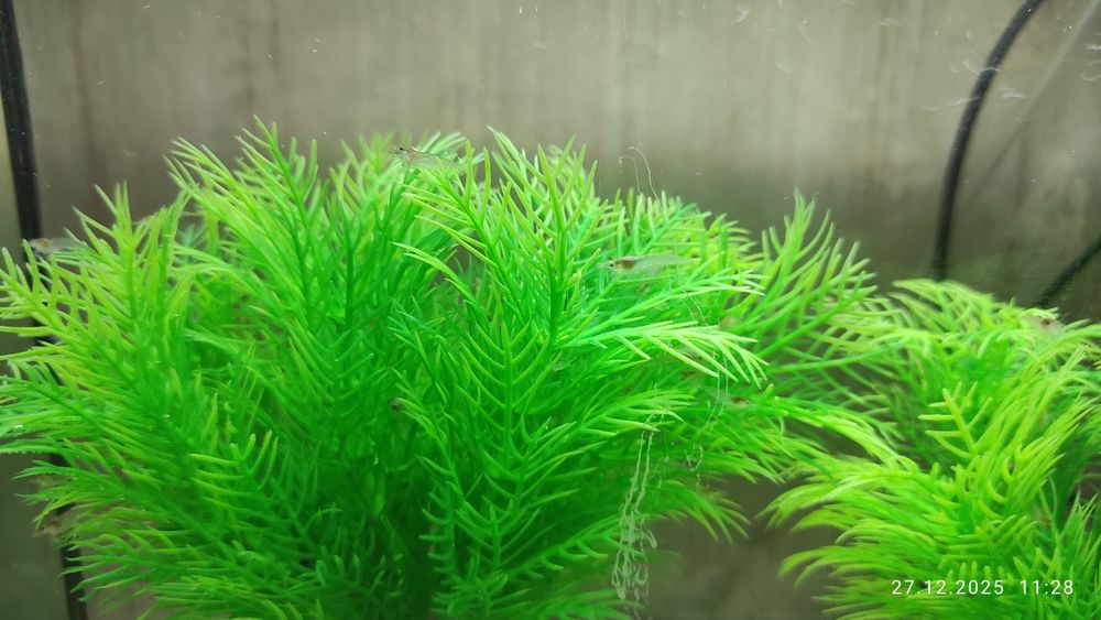 Аквариум , креветки , растения