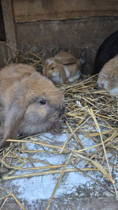 Продам кролів Французький баран