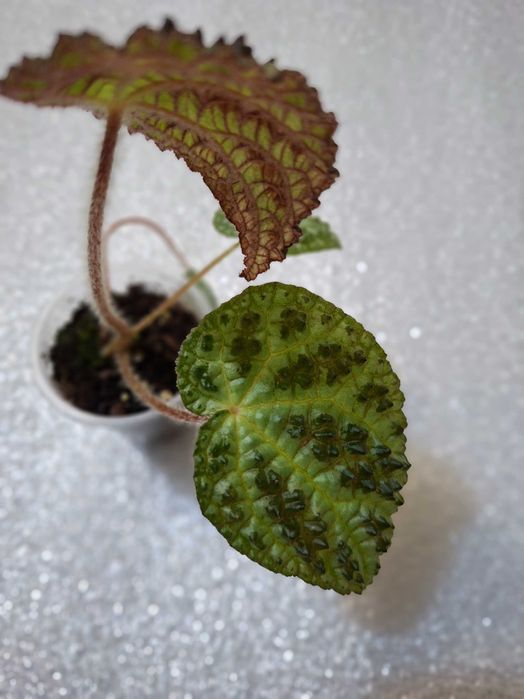 Бегонії рідкісні