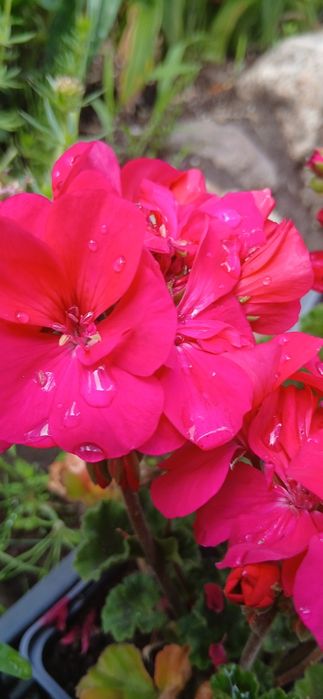 Sadzonki Pelargonii na balkon taras do doniczek lub na rabate kwitną do jesieni