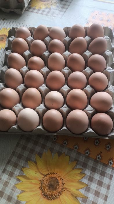 Jajka wiejskie z wolnego wybiegu