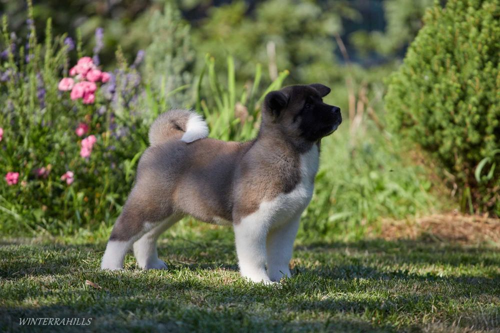 Видатні крові! Цуценята Американська Акіта КСУ / Акита Американская