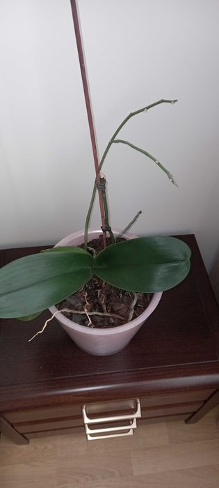 Орхидея розовая большая