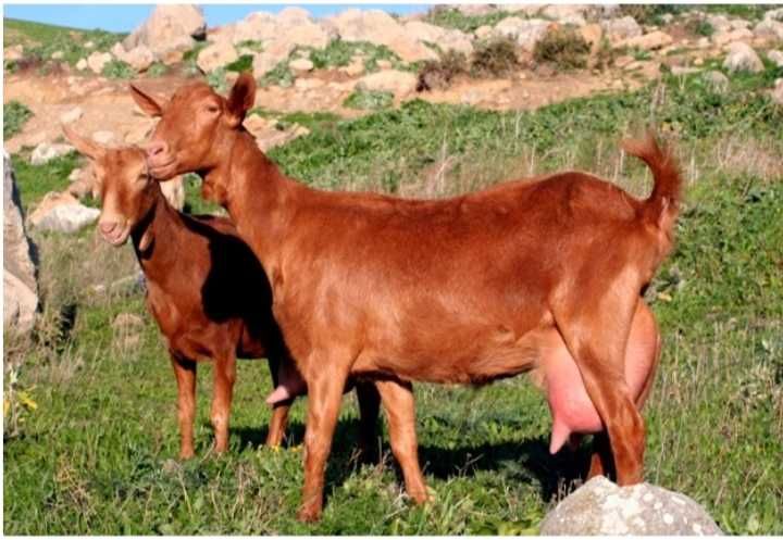 cabras leiteiras-Malaguena