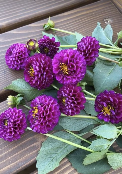 Продам жоржини, клубні.