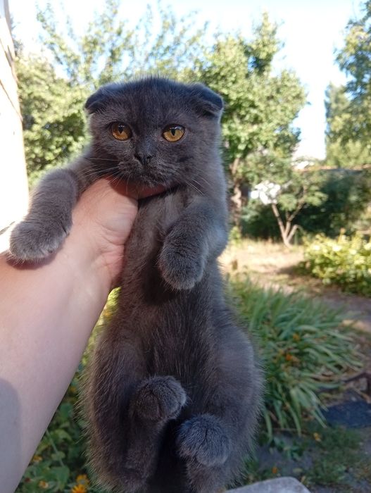 Хлопчик аліментний скоттіш фолд