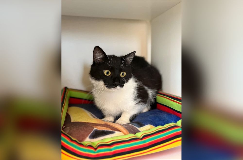 Kochany kocurek Diego marzy o domku!