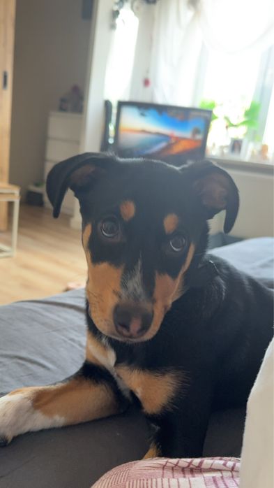 suczka do adopcji
