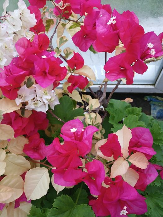 Бугенвиллия вечнозеленая