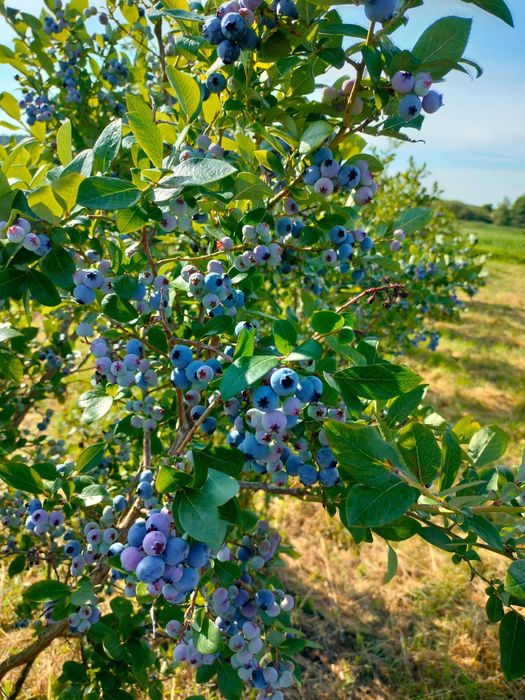 Oddam owocujące krzewy borówki amerykańskiej.