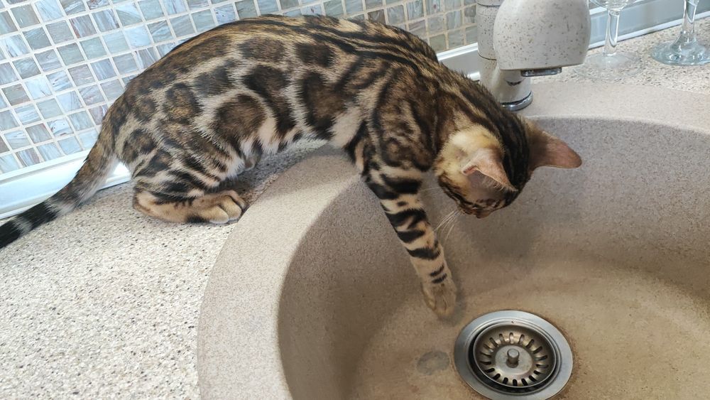Бенгальськие котята, кошечка бенгалы. Официальный питомник!