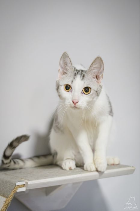 Biało-srebrna cudna kicia szuka domu