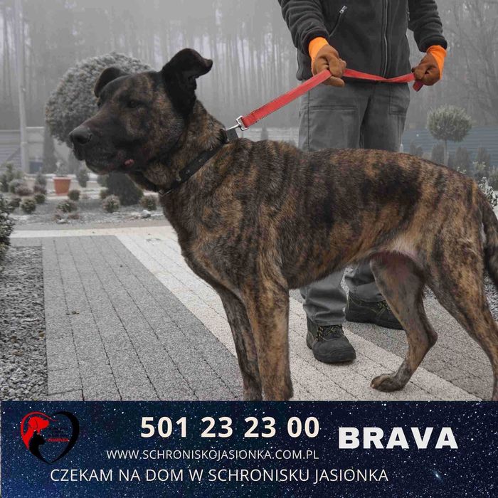 Brava do adopcji – Schronisko Jasionka