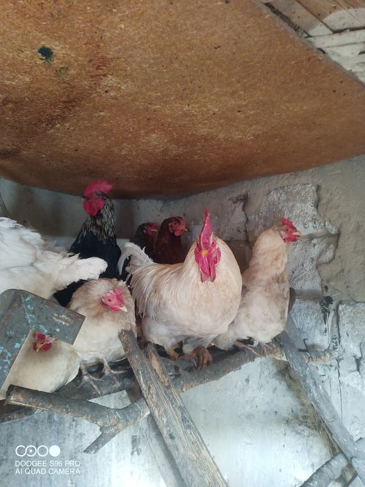 Петухи топтуны...