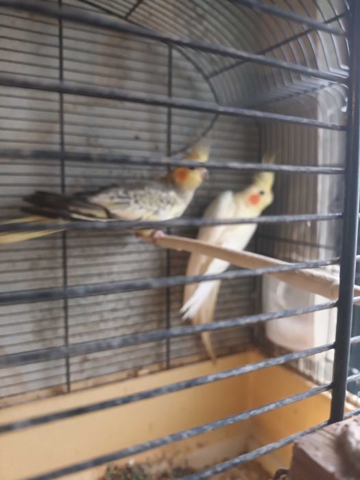 Caturras casal lindos cantadeiras