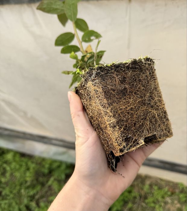 Саджанці лохини (опт /роздріб )