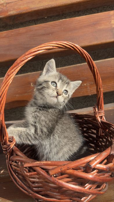 СРОЧНО !!!Красивые котята
