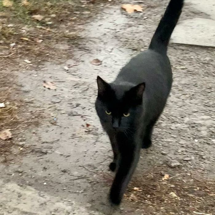 Отдам черного кота, 3 года, кастрирован