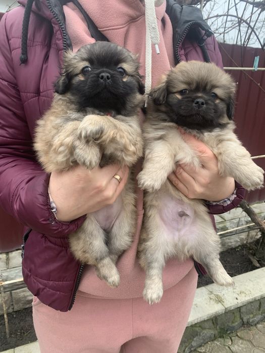 Продам цуценят Пекінесиків