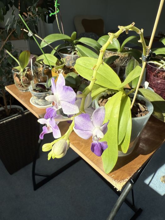 Продам орхідею Tying shin blue joy ( Блю джой)