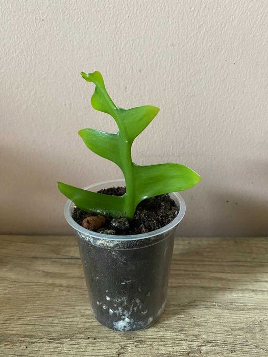 Эпифиллум Марниера, эпифиллум Аккермана