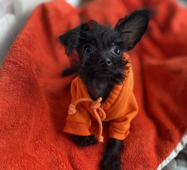 Той- пудель хлопчик