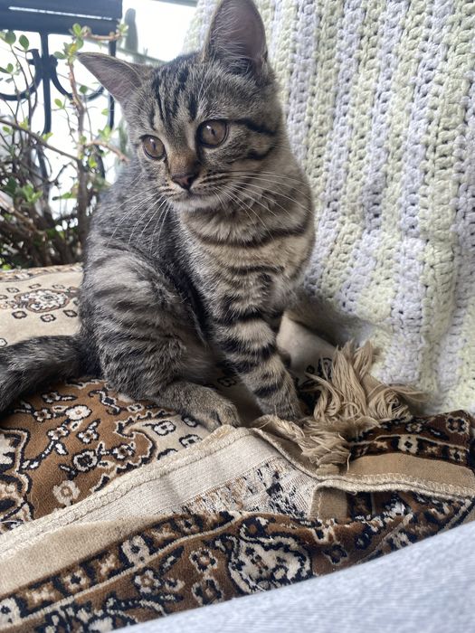 Віддаємо в добрі руки кошеня