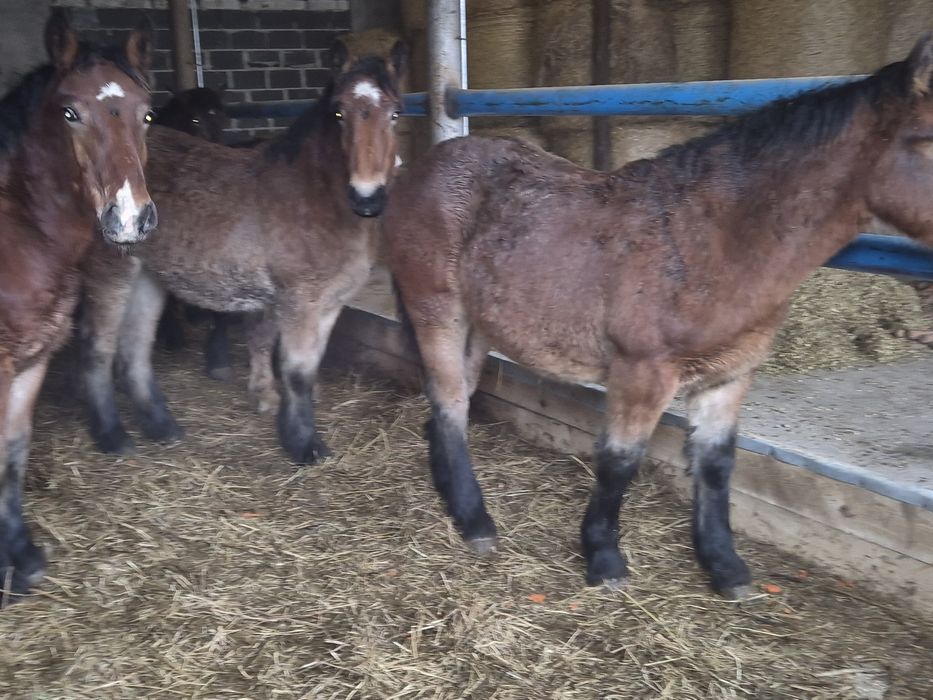 Sprzedam zrebaki zimnokrwiste