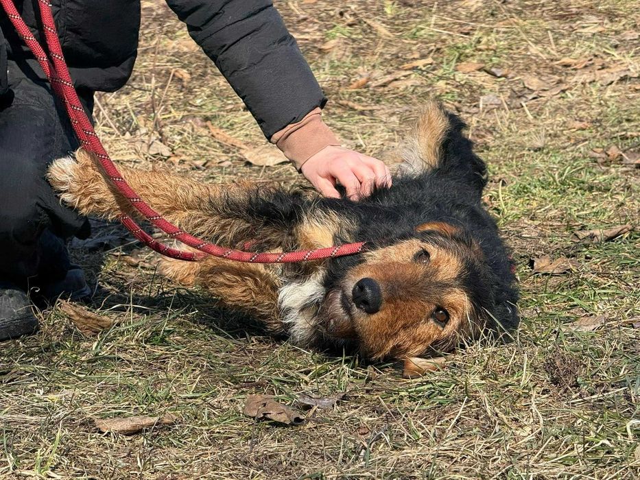 Walenty- młody mix teriera do adopcji