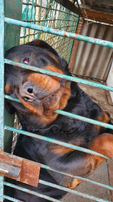 Вязка Ротвейлера