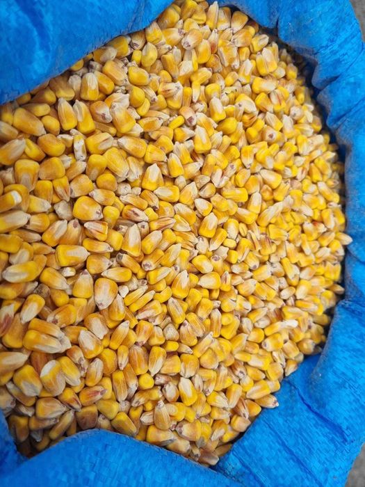 Kukurydza ziarno
