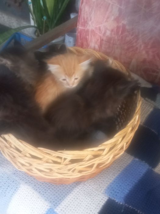 Кошенята в добрі руки