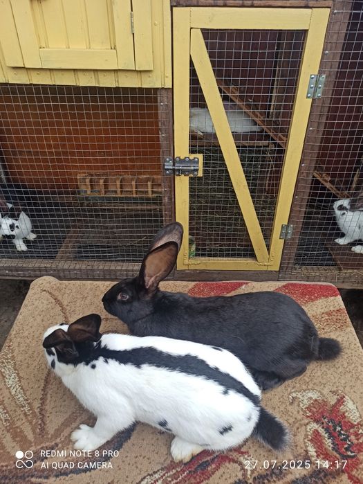 Кролики  Білий велетень, бургундці, німецький строкатий велетень
