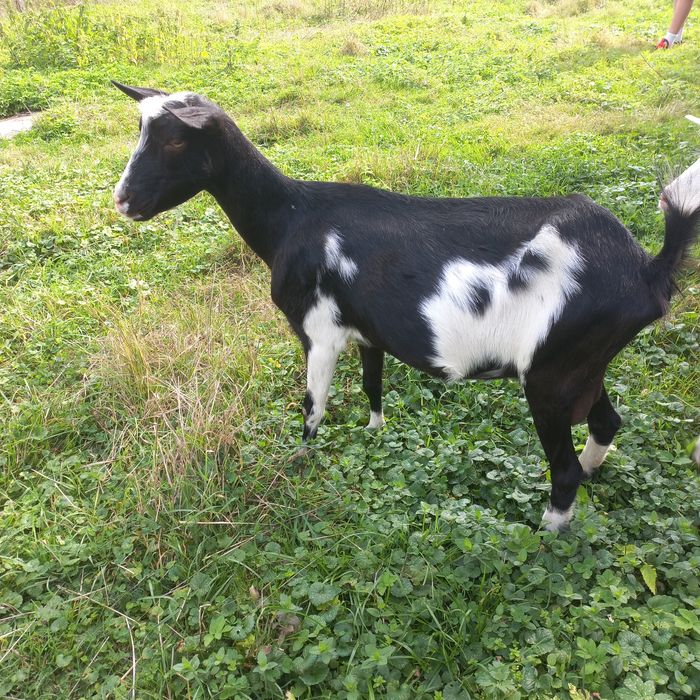 Продається коза молочна