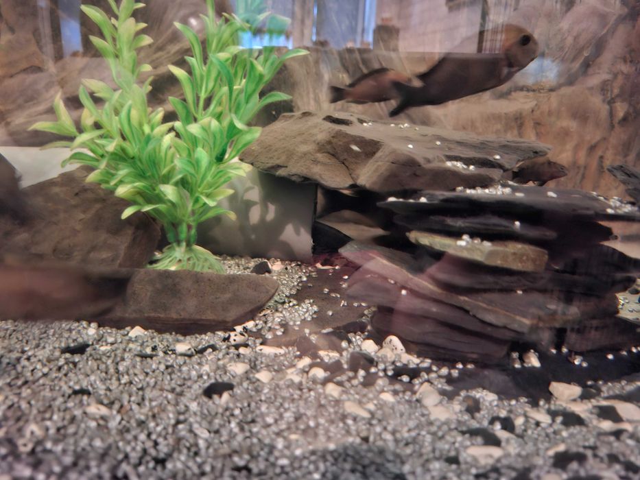 Tropheus black bulu