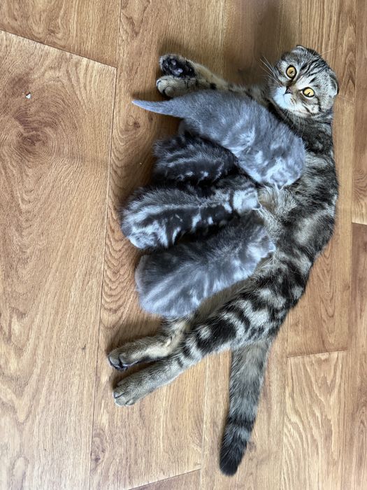 Шотландські мармурові кошенята