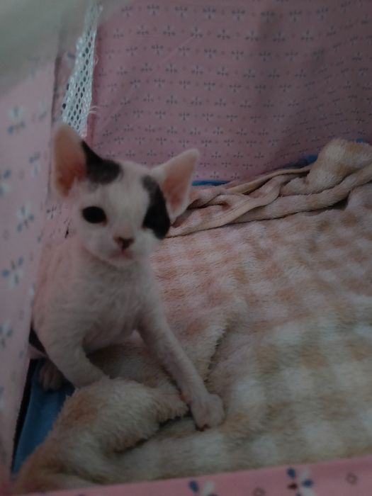 Devon rex kocurek