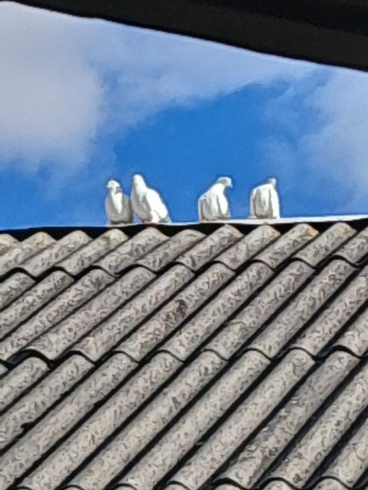 Продам або обміняю