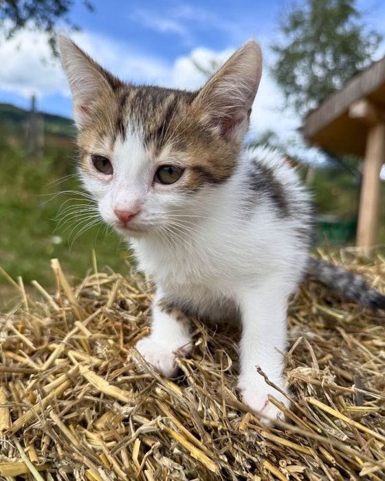 Кошенята (2 хлопчика, 1 дівчинка) шукають дім
