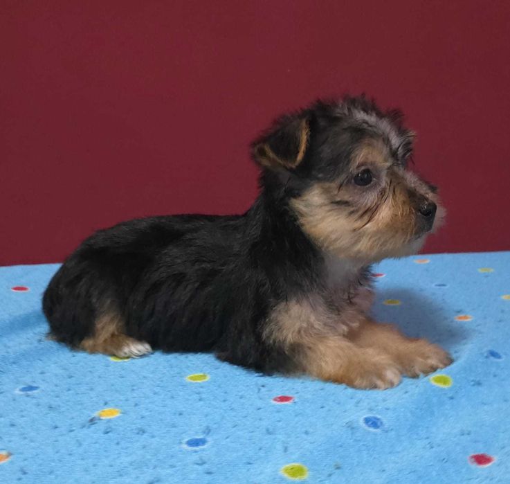 Yorkshier terrier miniatura macho
