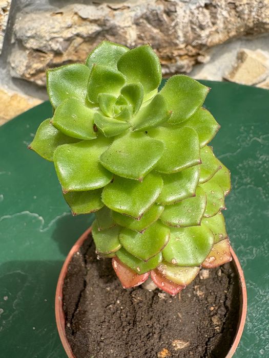 Suculenta Sedeveria Letizia preço 1€